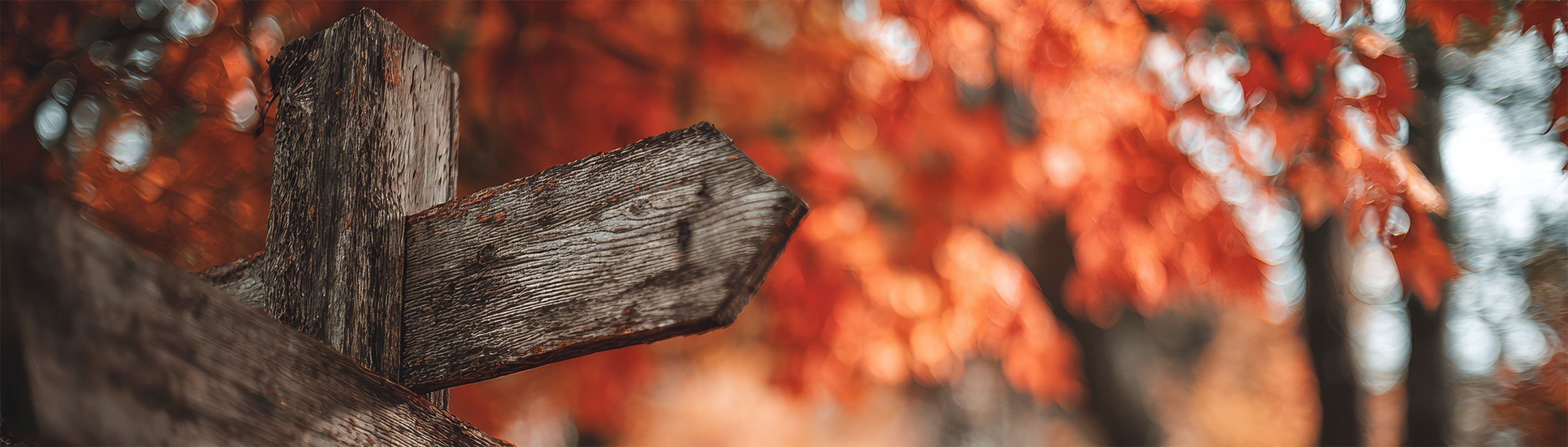 Claire de Loye - Psychologue EMDR - informations pratiques